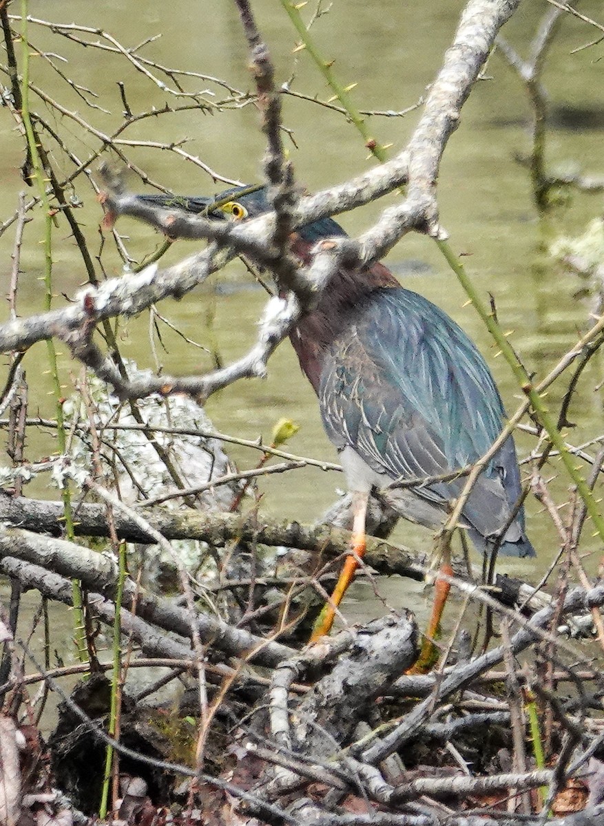 Green Heron - ML224448851