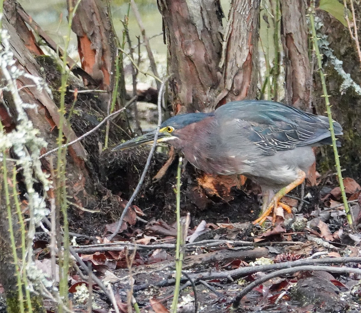 Green Heron - ML224448861