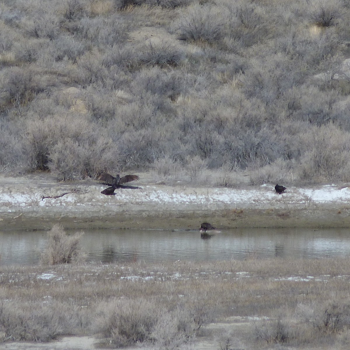 Turkey Vulture - ML224448901