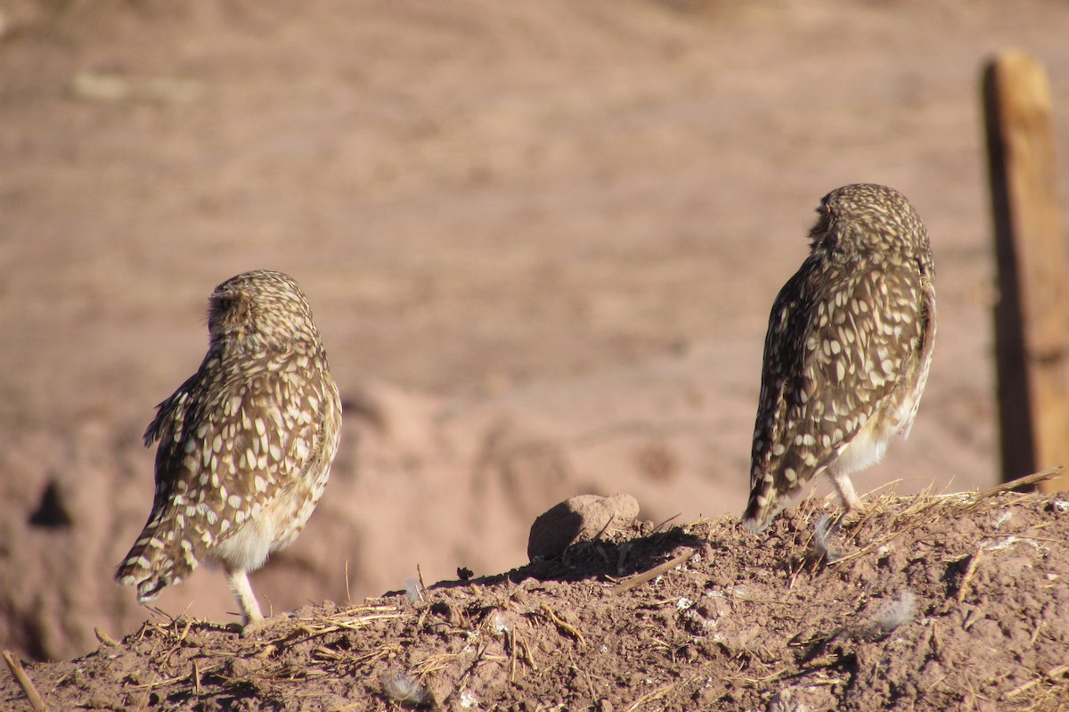 Burrowing Owl - Alberto Aranda G.