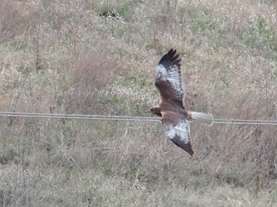 Western Marsh Harrier - ML224449481