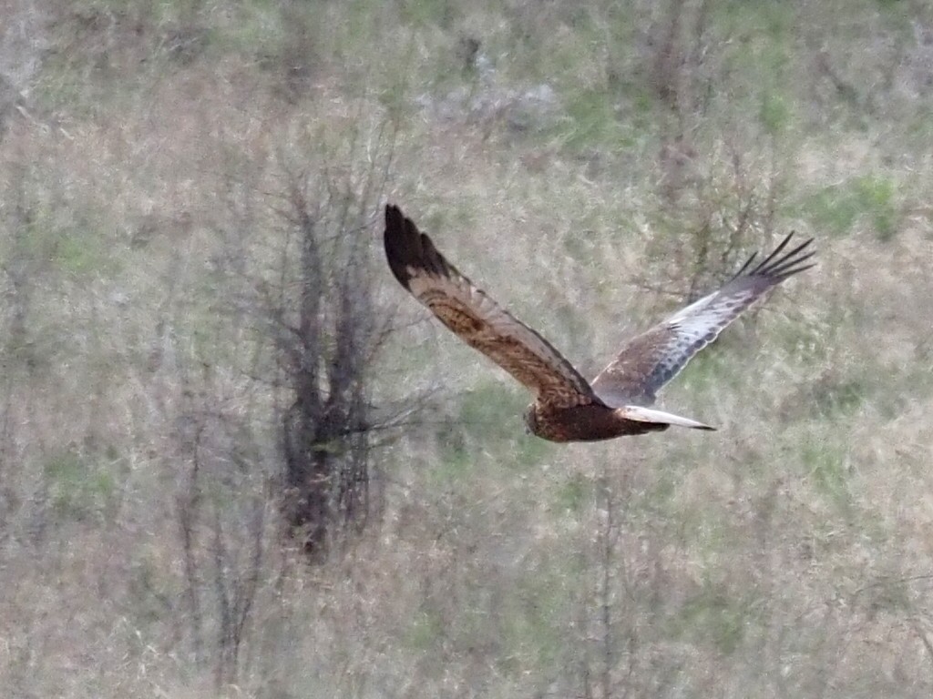 Western Marsh Harrier - ML224449521