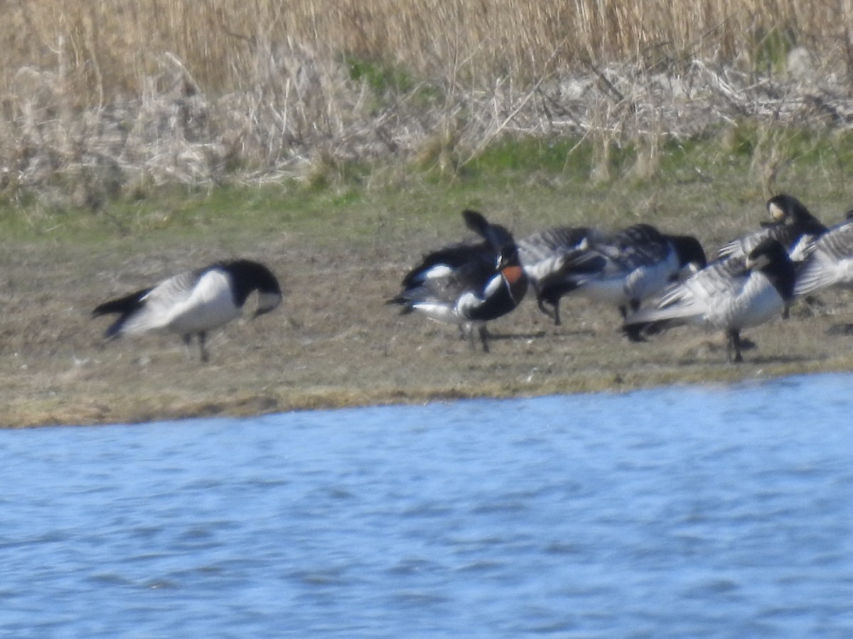 Red-breasted Goose - ML224449531