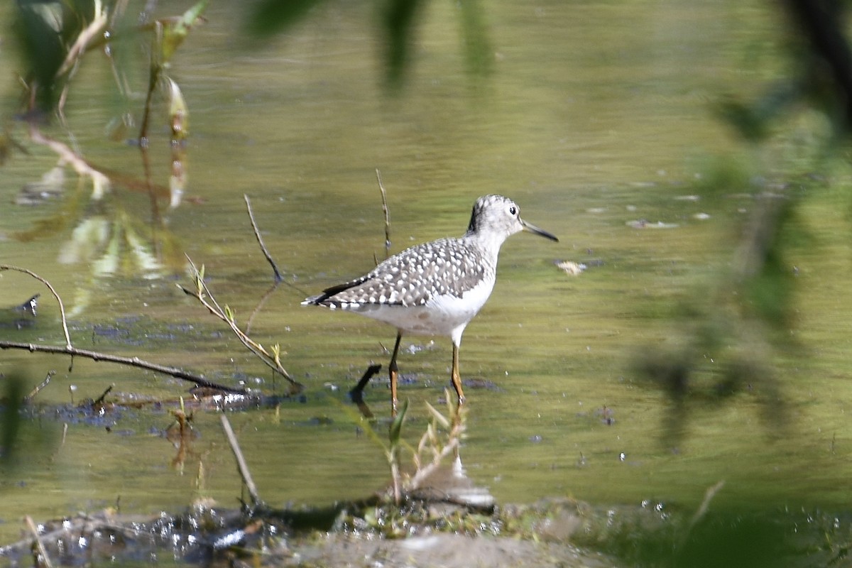 Solitary Sandpiper - ML224449691