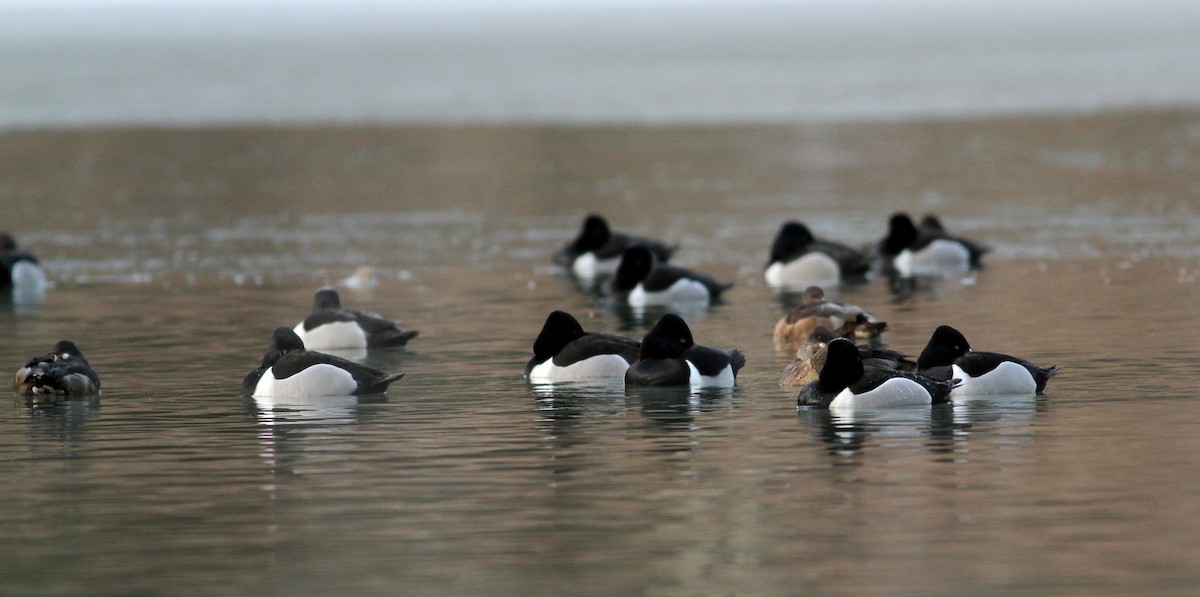 Ring-necked Duck - Jay McGowan