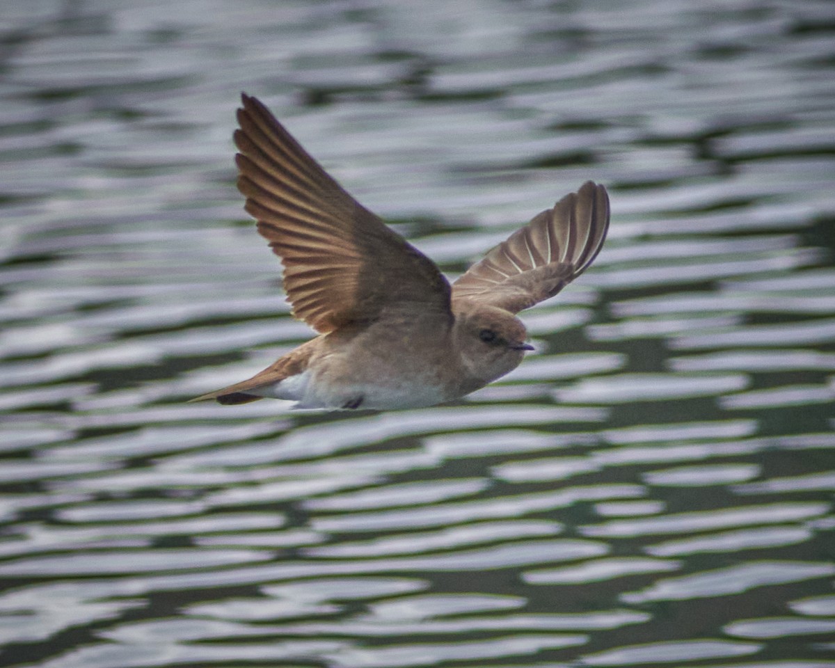 Golondrina Aserrada - ML224453621