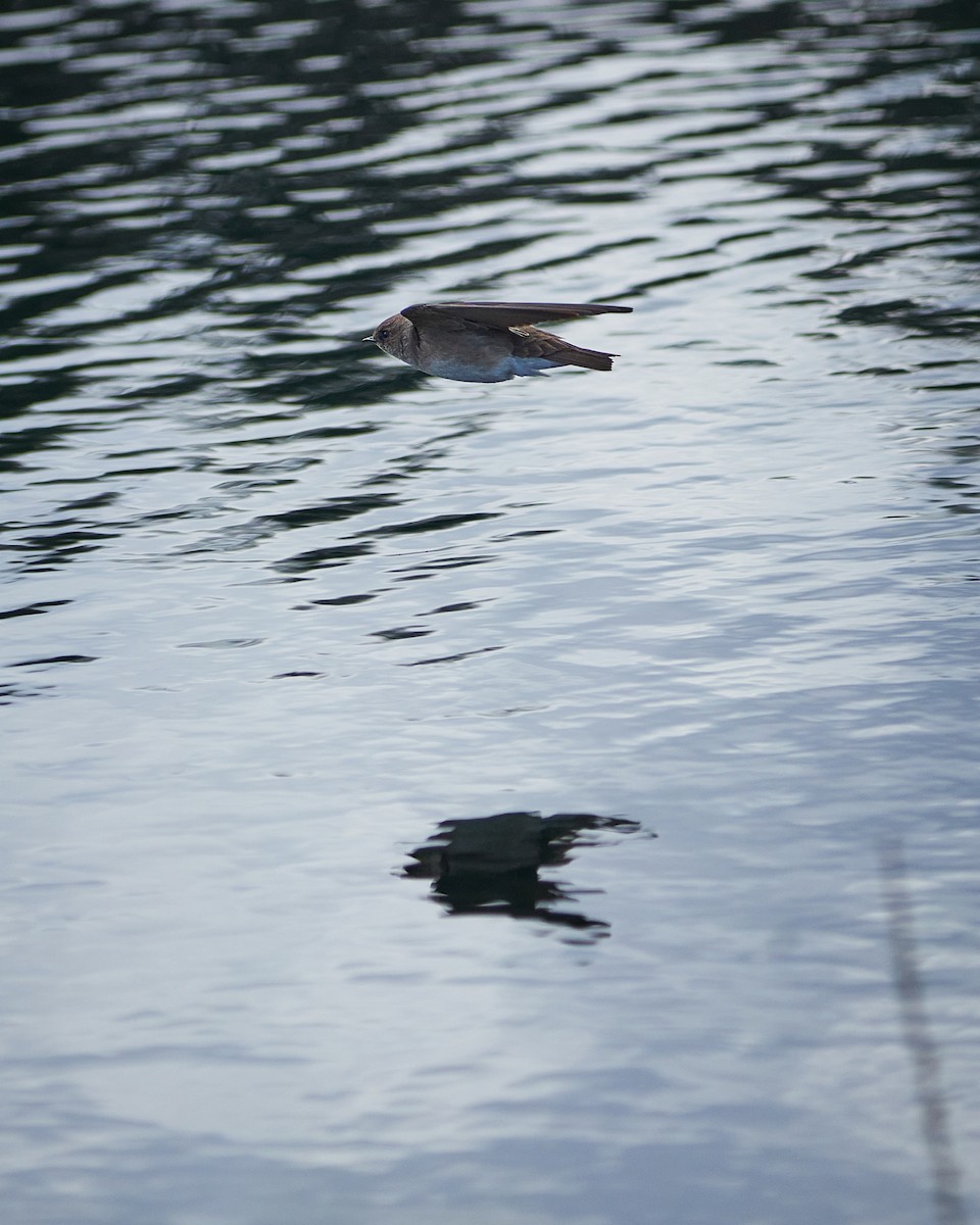 Northern Rough-winged Swallow - ML224453701