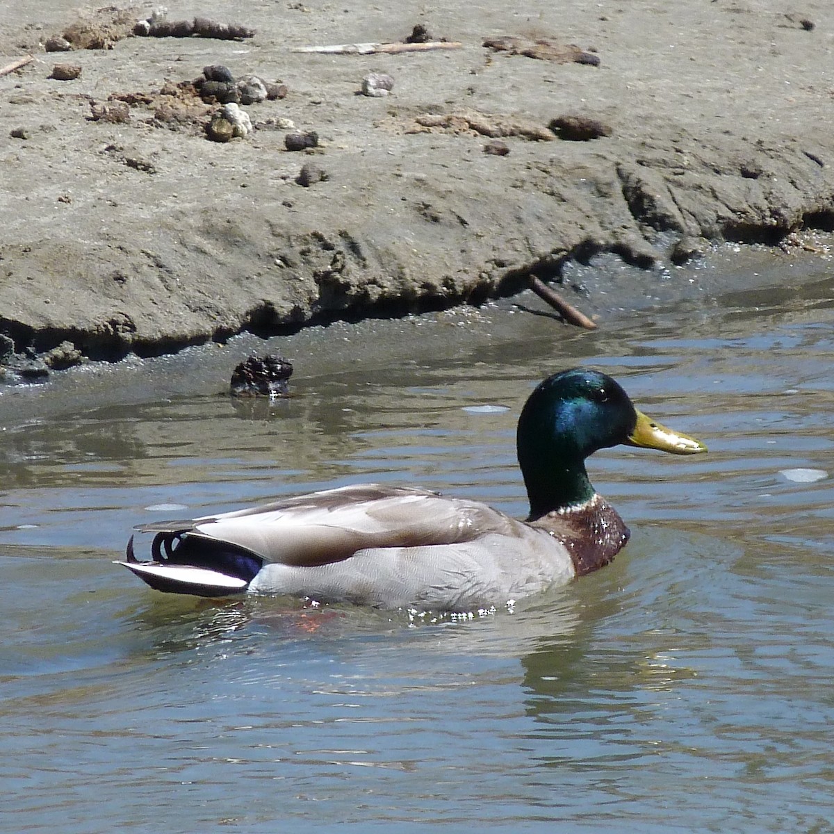 Mallard - ML224454331