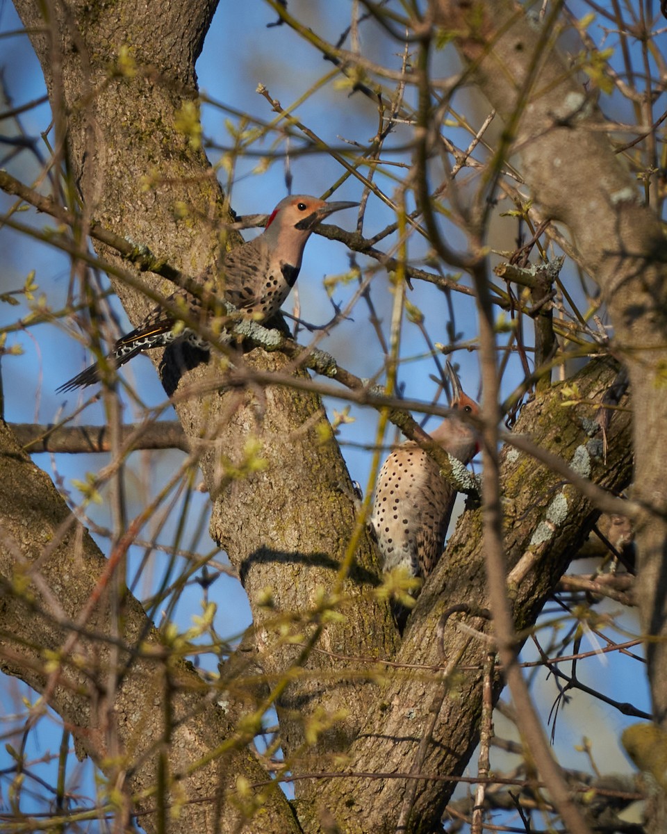 Northern Flicker - ML224454981