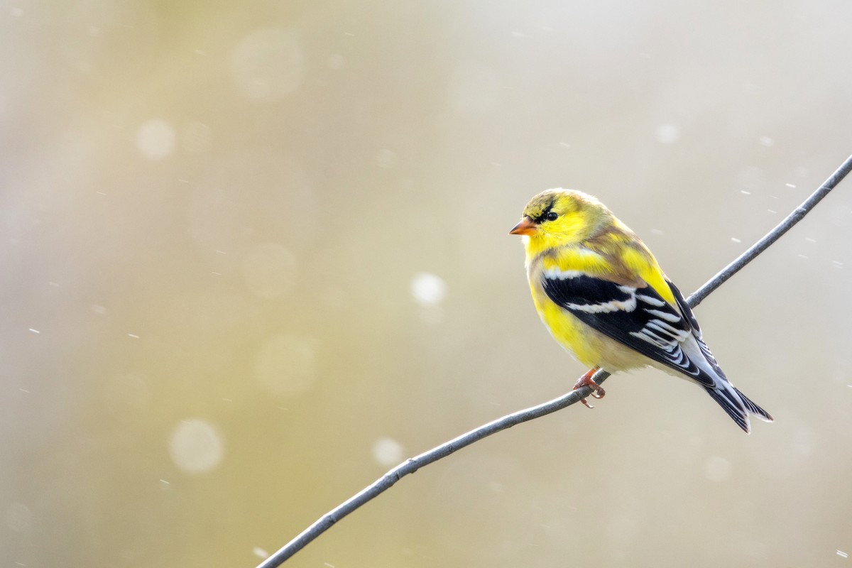American Goldfinch - Tony Dvorak
