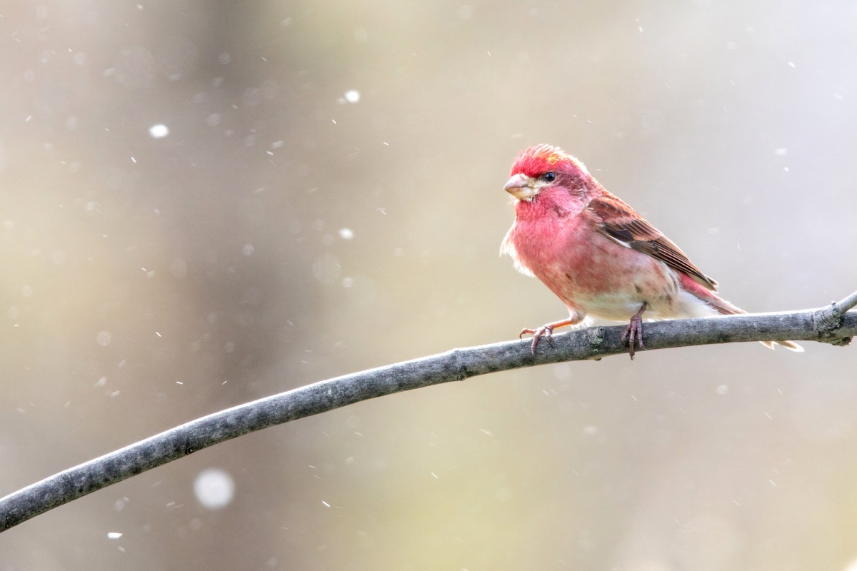 Purple Finch - ML224457371