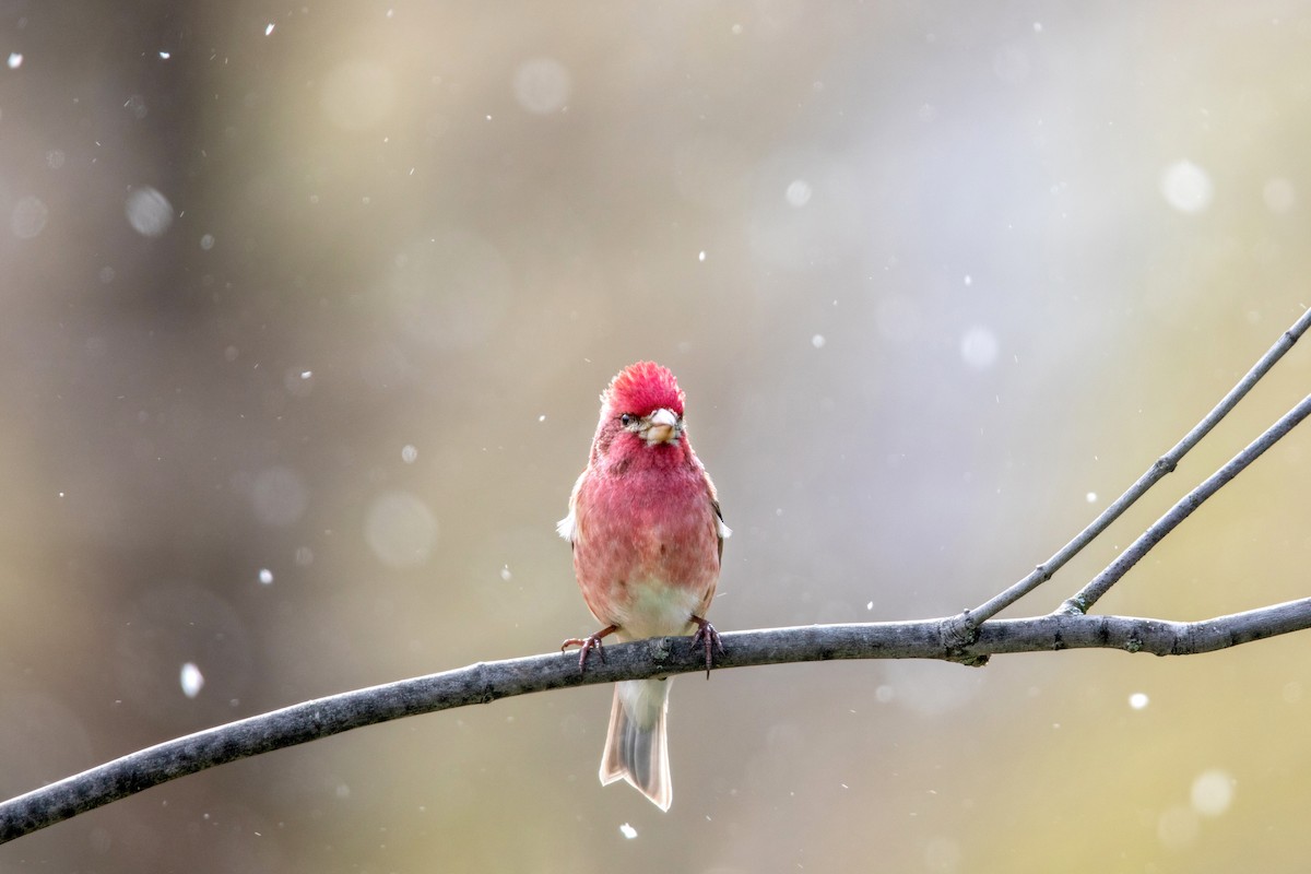 Purple Finch - ML224457931