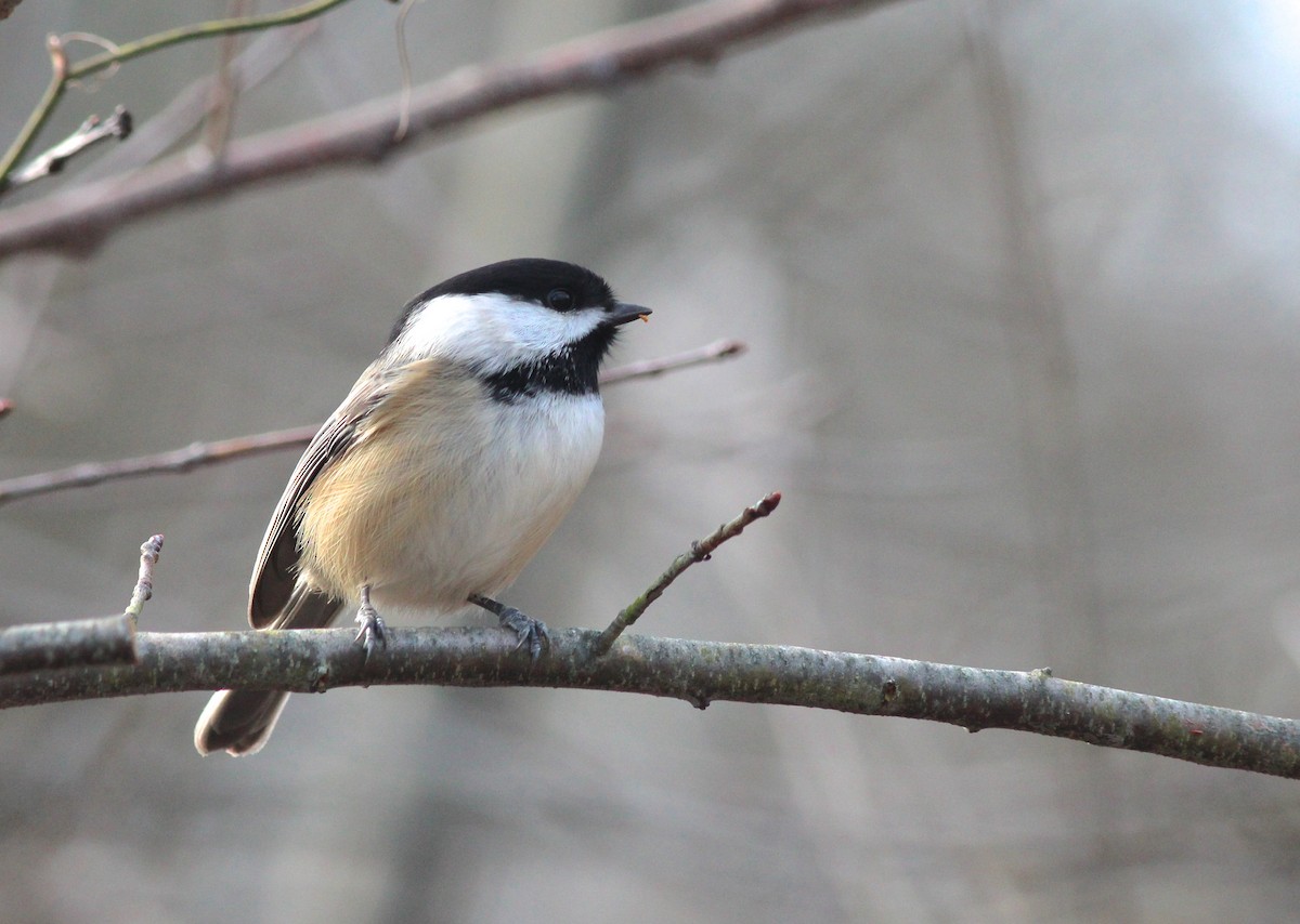 Black-capped Chickadee - ML22445871