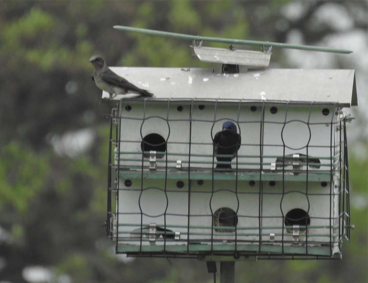 Purple Martin - Pamela Goolsby