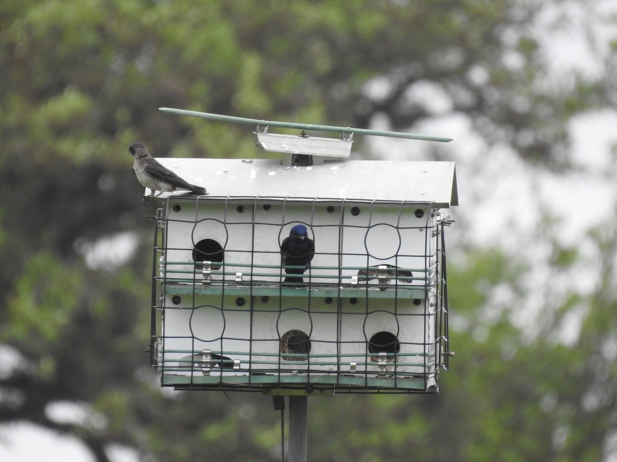 Purple Martin - Pamela Goolsby