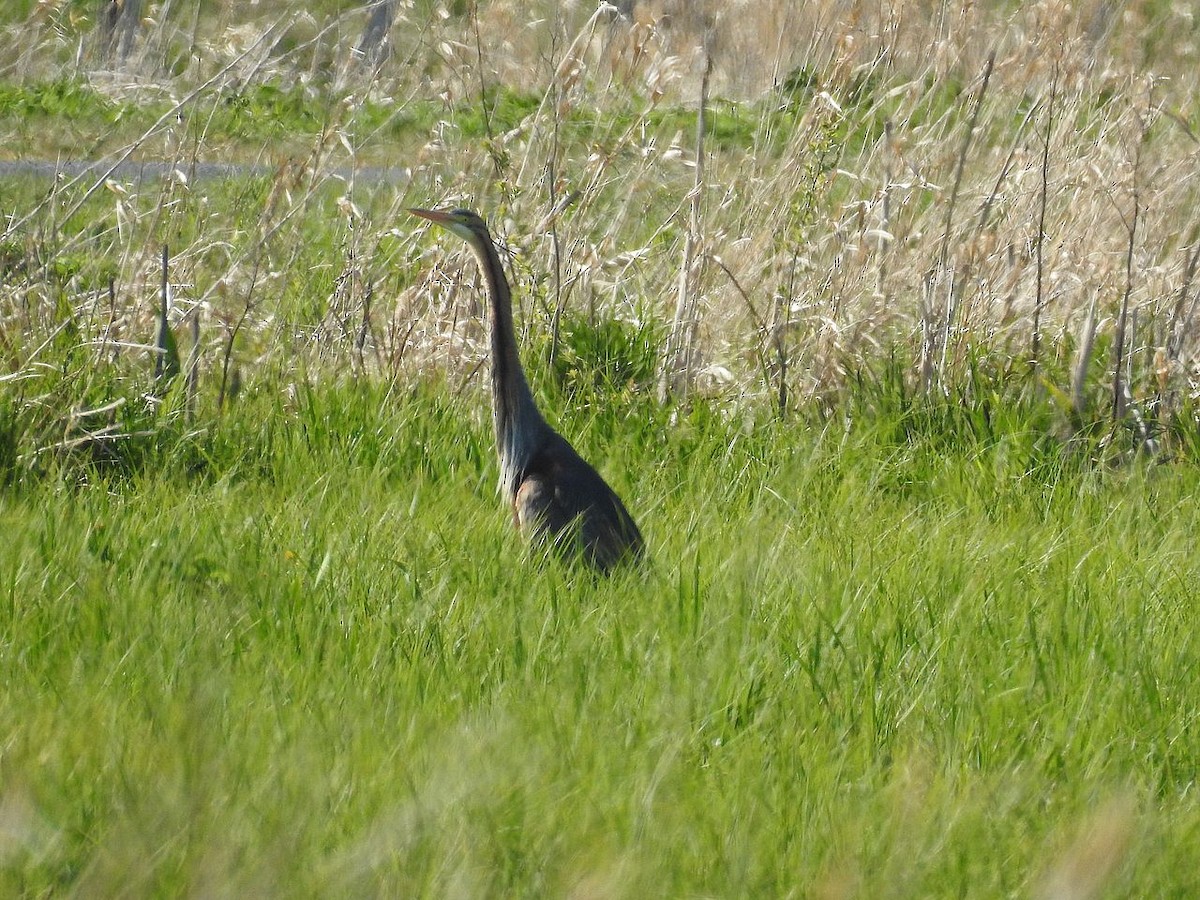 Purple Heron - ML224459591