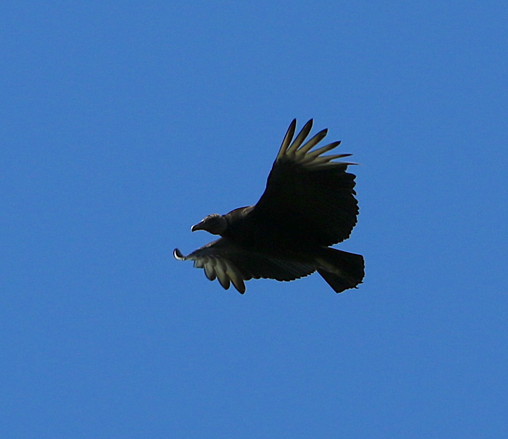 Black Vulture - ML224460331