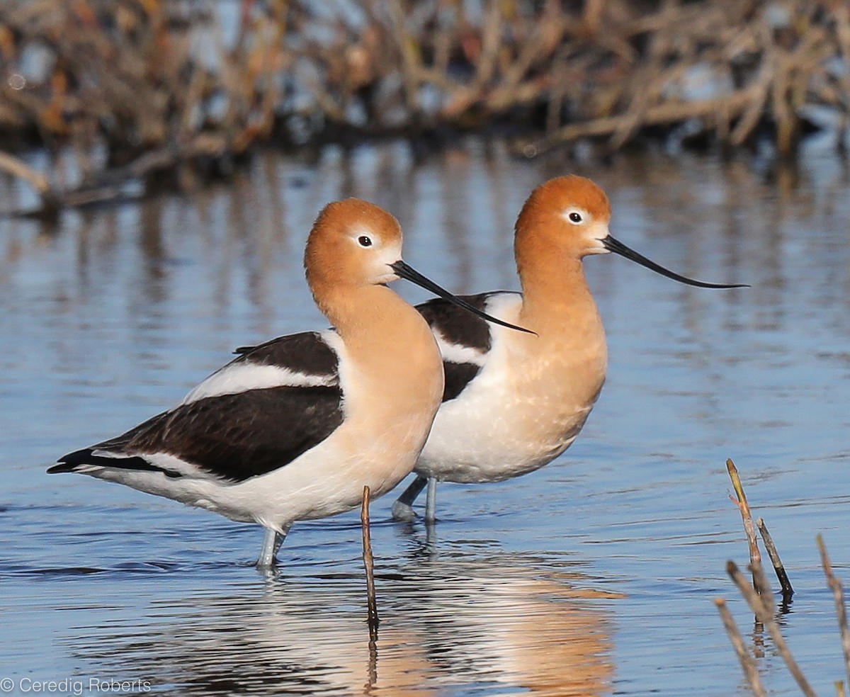 American Avocet - Ceredig  Roberts