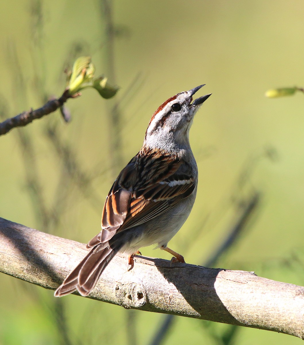 Chipping Sparrow - ML224460811