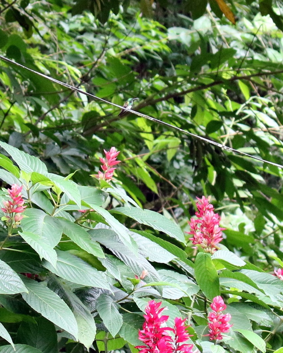 Snowy-bellied Hummingbird - ML224461151