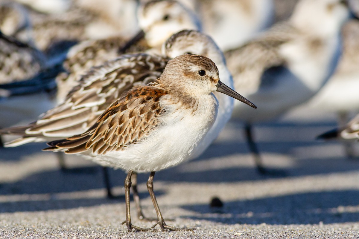 Western Sandpiper - ML224461801