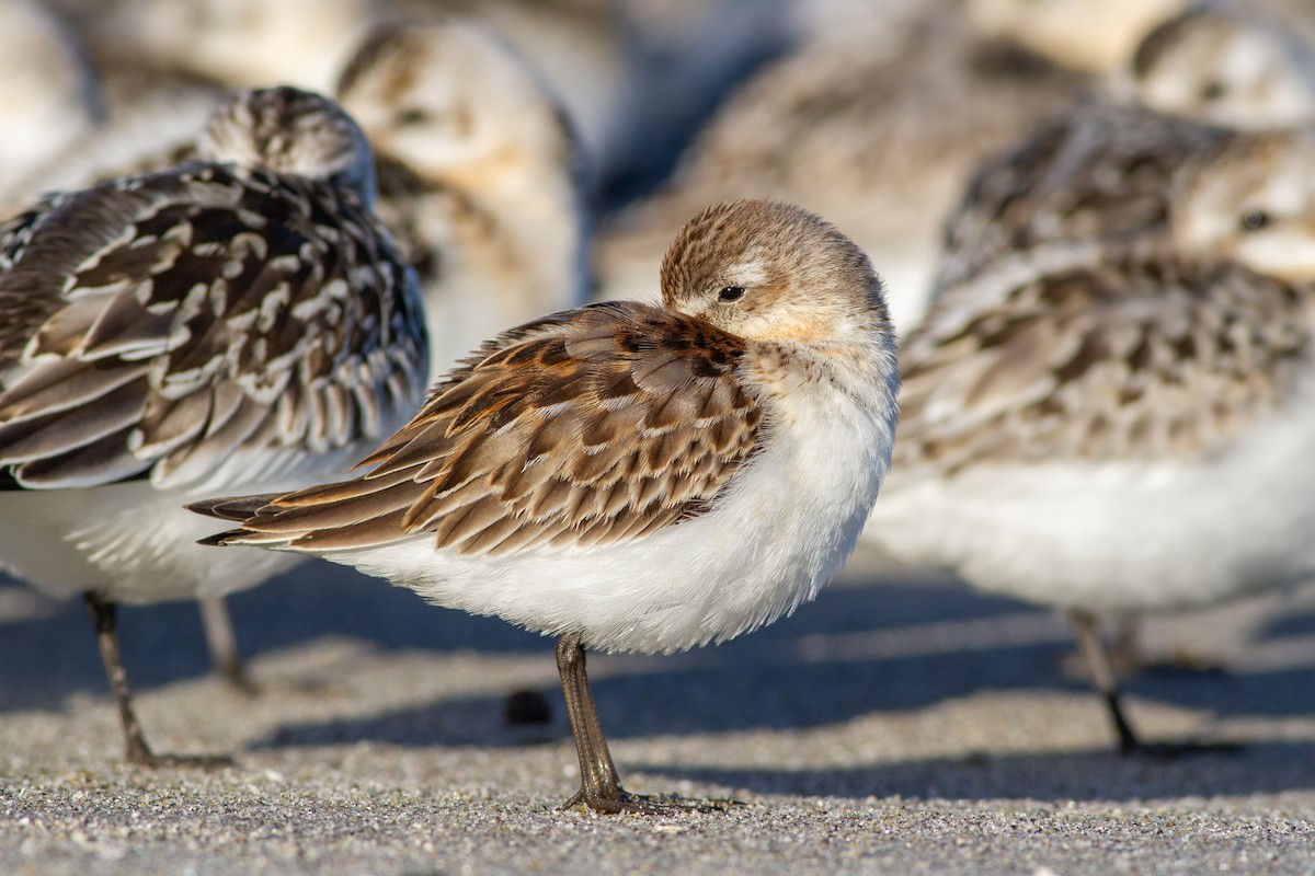 Western Sandpiper - ML224461821