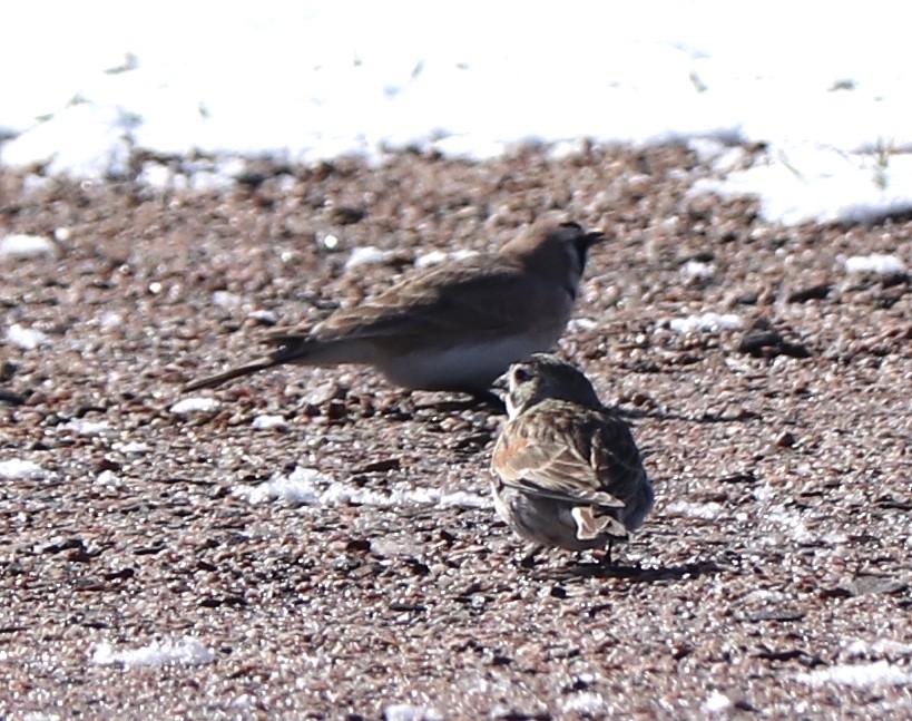 skjoldspurv - ML224461981