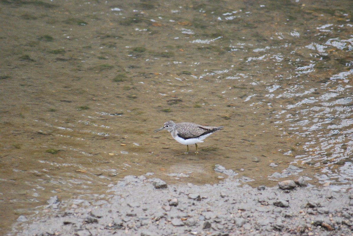 Solitary Sandpiper - ML224463981