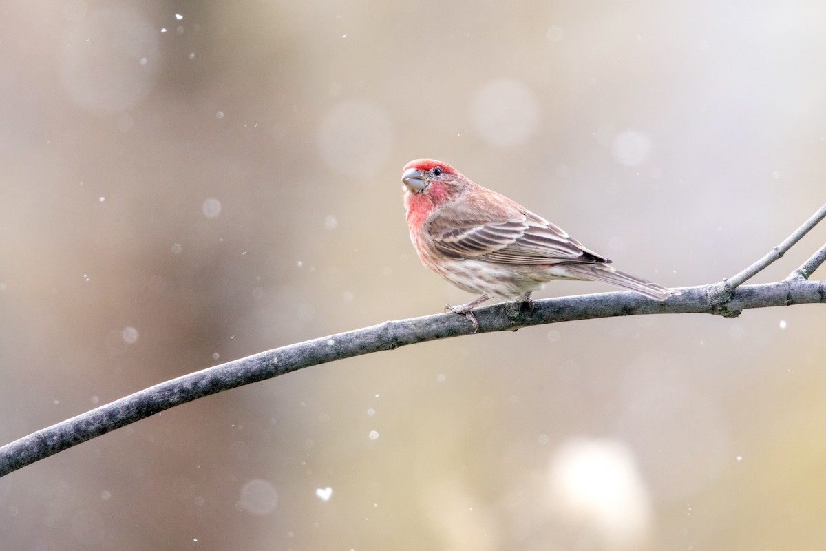 House Finch - ML224464321