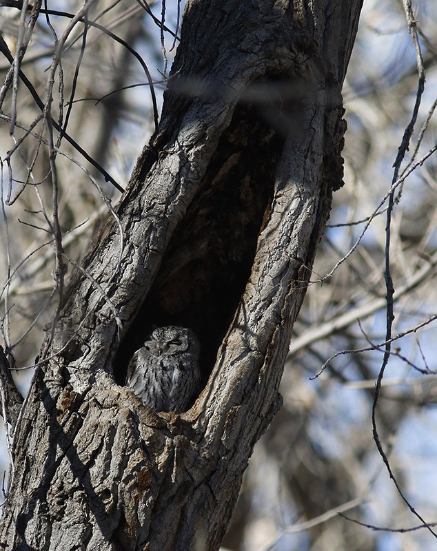 Western Screech-Owl - ML22446611