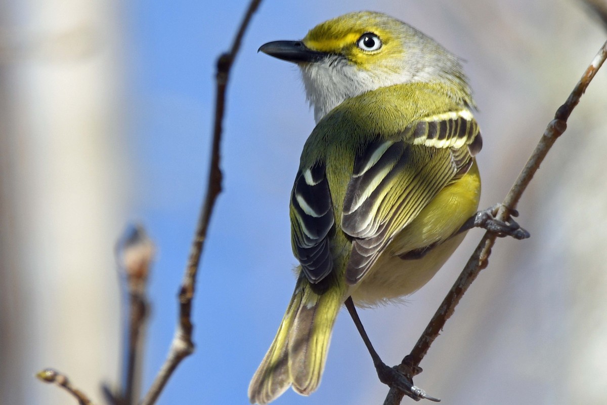 White-eyed Vireo - Timothy Carstens