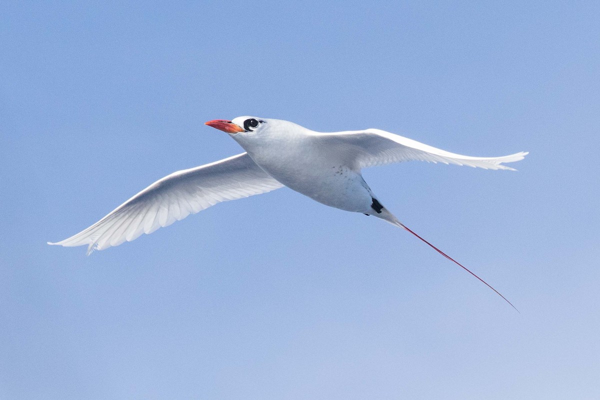 Red-tailed Tropicbird - ML224467421