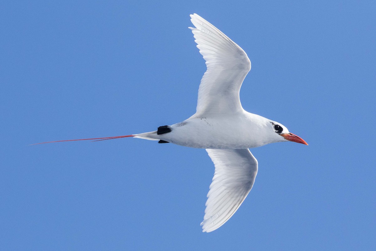 Red-tailed Tropicbird - ML224467581