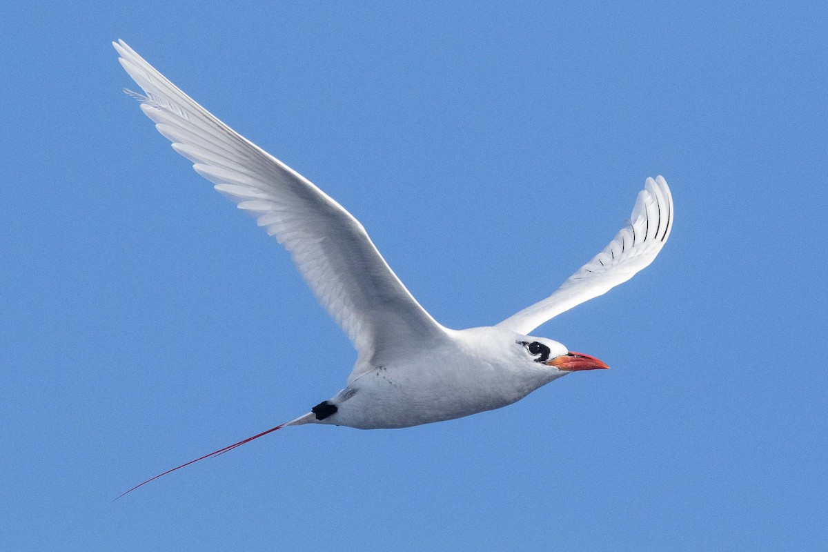 Red-tailed Tropicbird - ML224467611