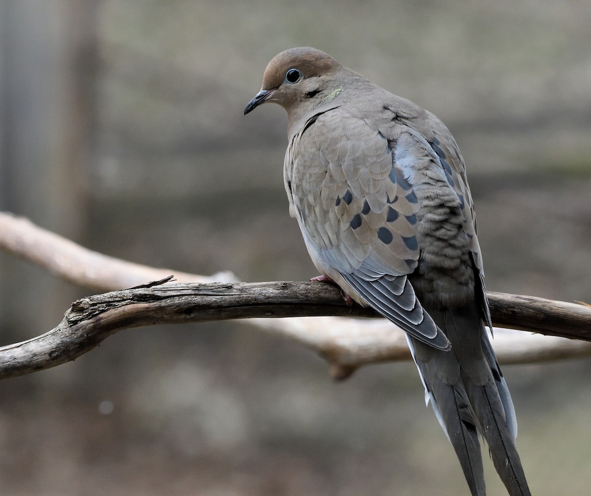 Mourning Dove - ML224468151