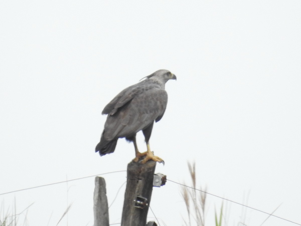 Chaco Eagle - ML224468481