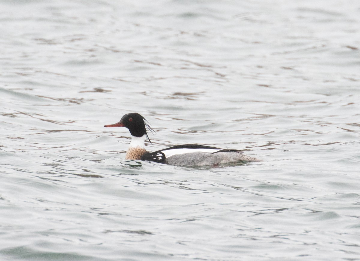 Red-breasted Merganser - ML224470531