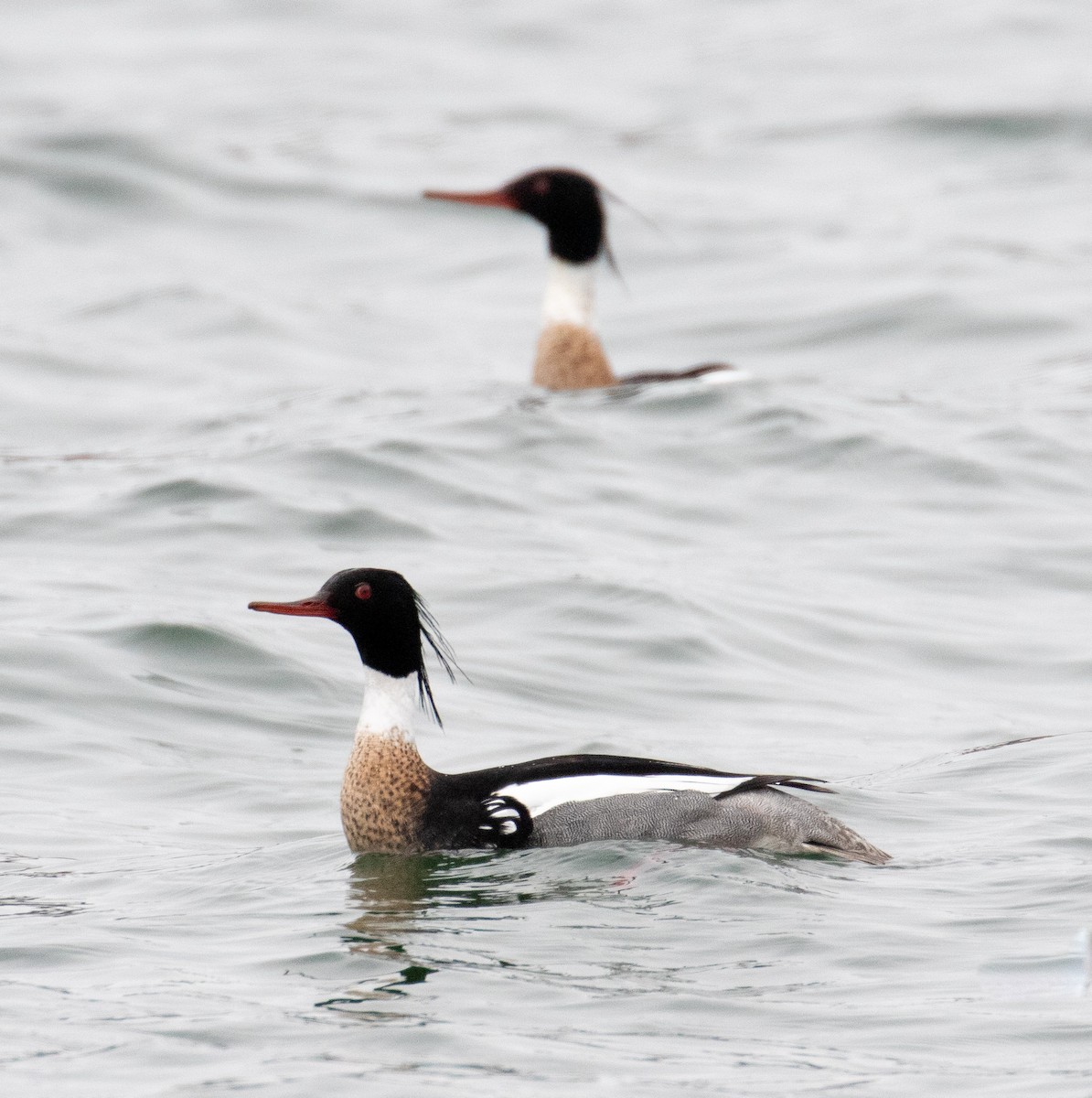 Red-breasted Merganser - ML224470561