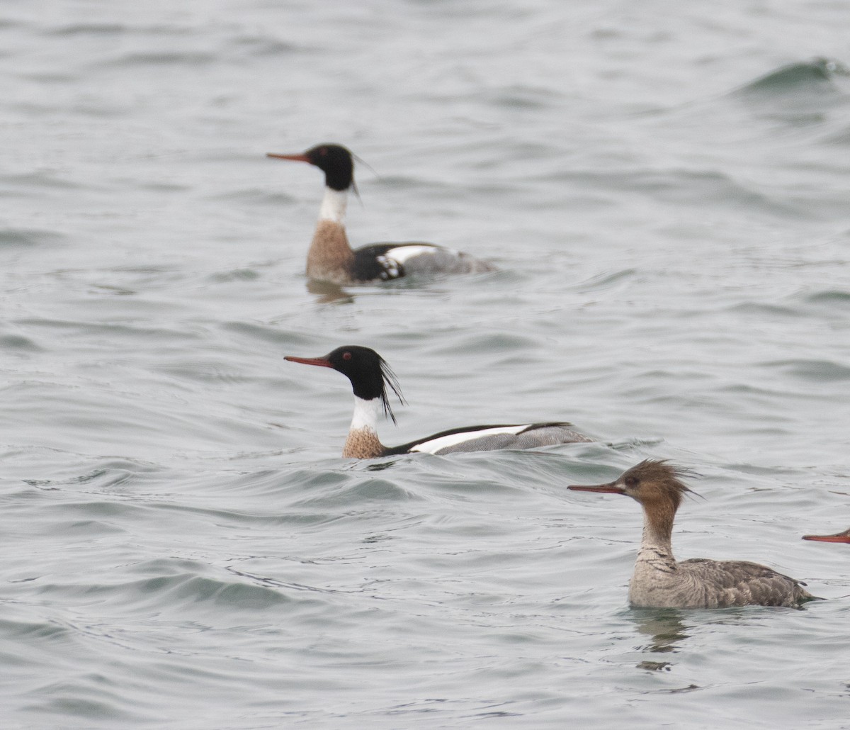 Red-breasted Merganser - ML224470571