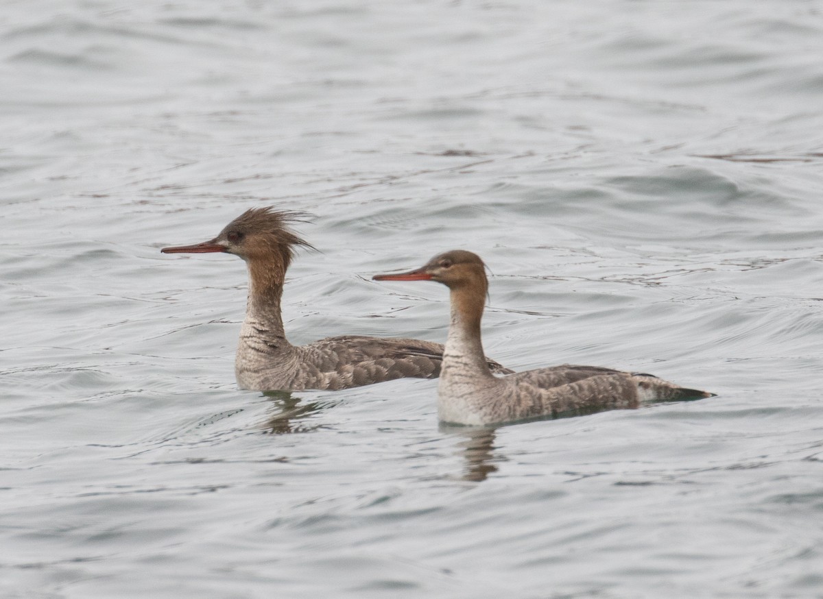 Red-breasted Merganser - ML224470581