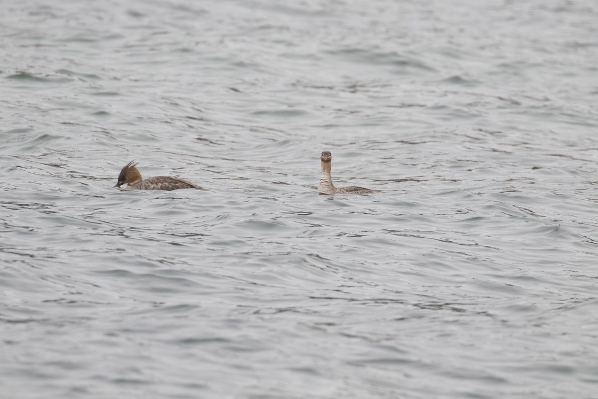 Red-breasted Merganser - ML224470671