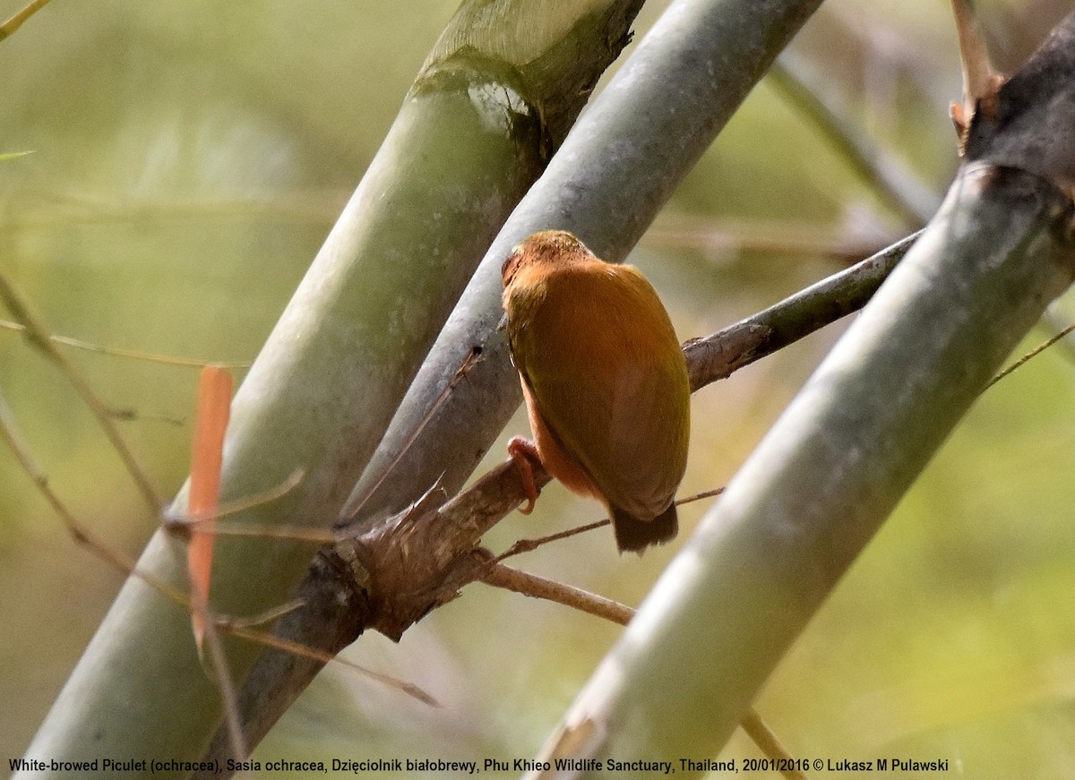 White-browed Piculet - Lukasz Pulawski