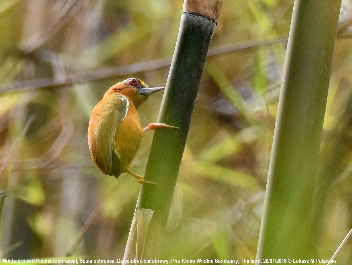 White-browed Piculet - ML224471201