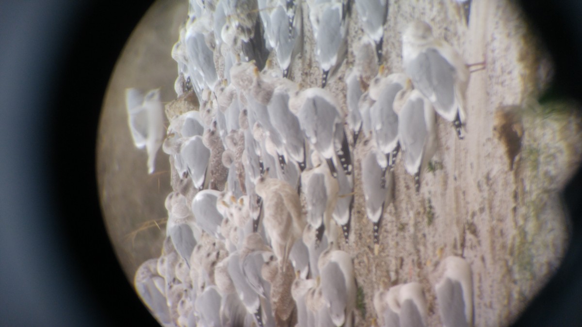 Iceland Gull (Thayer's) - ML22447131