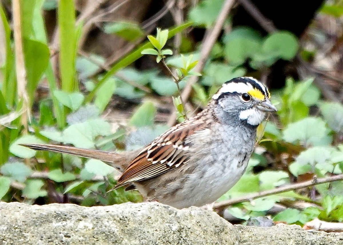 White-throated Sparrow - Mary Kvasnic