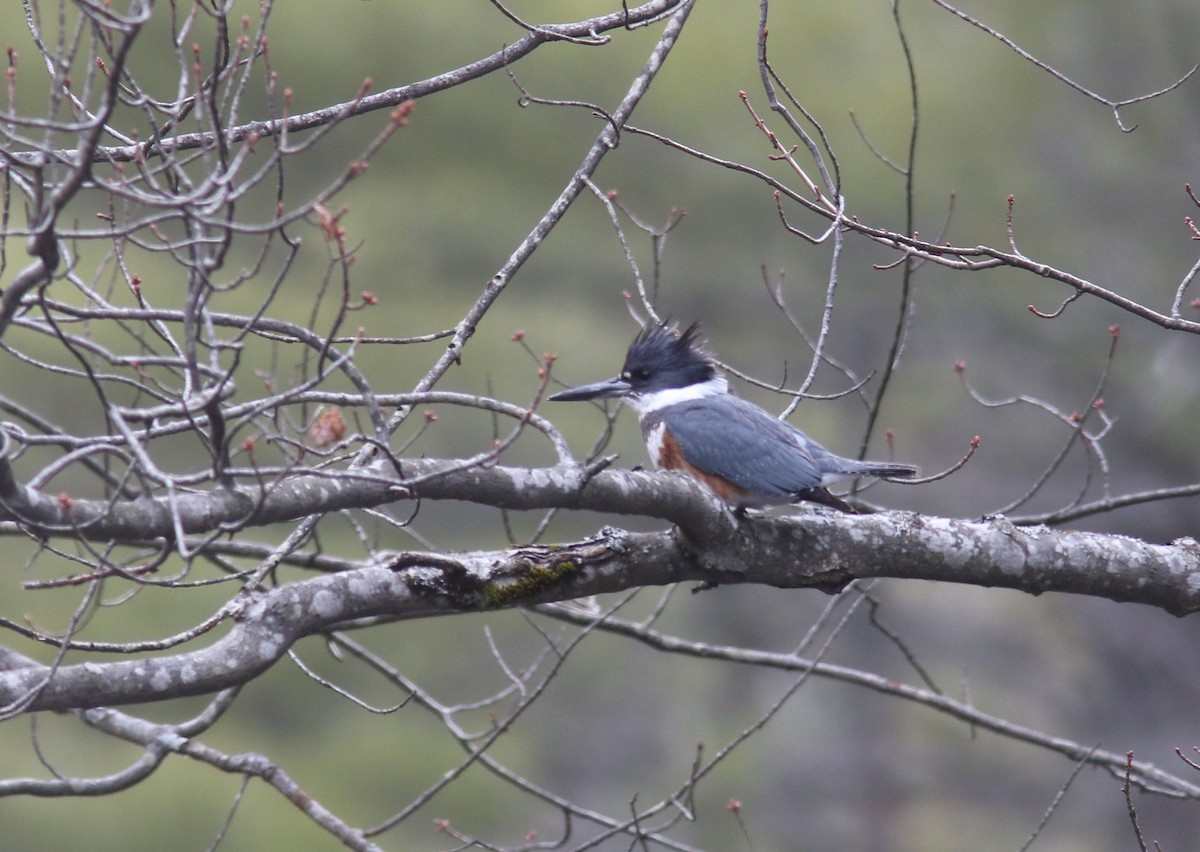 Belted Kingfisher - ML224471781