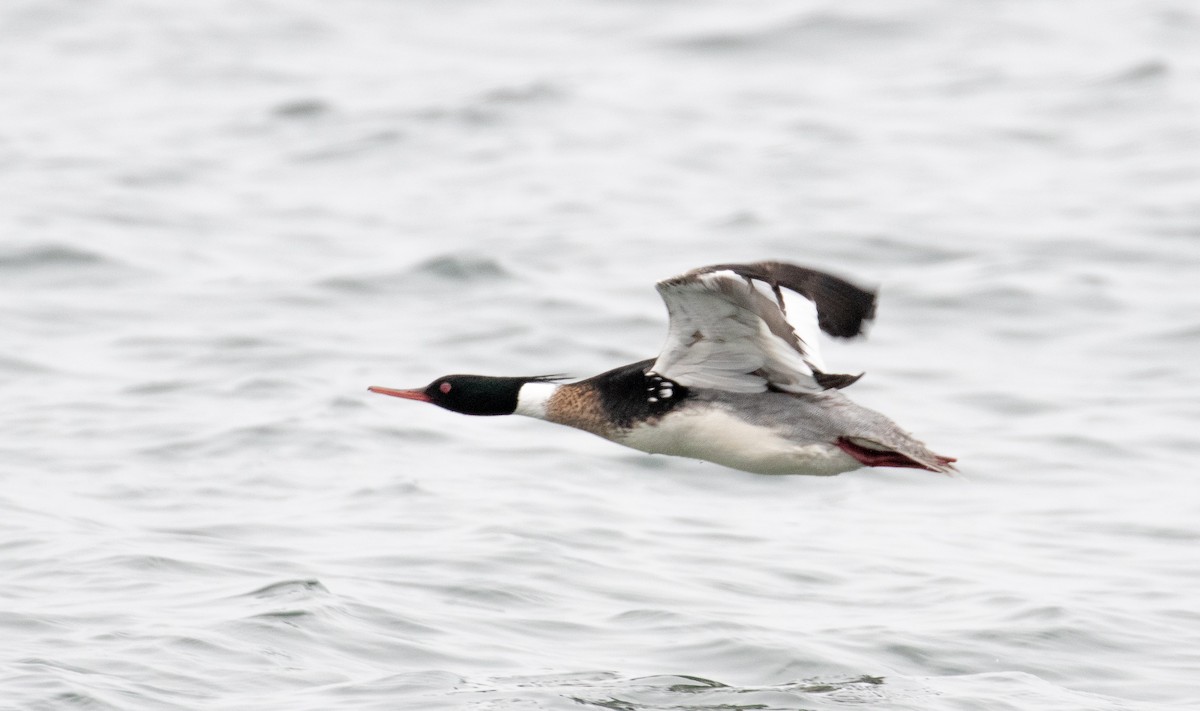 Red-breasted Merganser - ML224471811