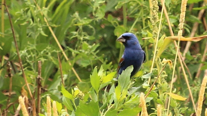 Blue Grosbeak - Kevin Cunningham