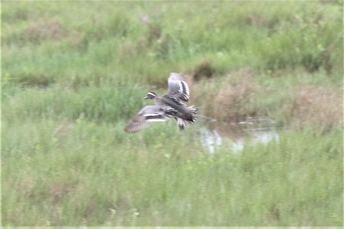 Garganey - Bob Friedrichs