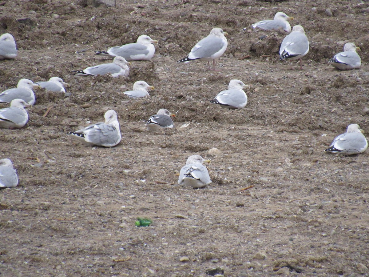 Zafferano - ML22447311